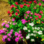 مناظر طبيعية رقم ثلاثة مناظر طبيعية رقم ثلاثة