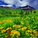 خلفيات متنوعة رقم واحد خلفيات متنوعة رقم واحد