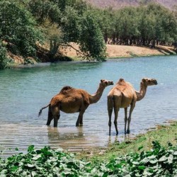 دبلوماسي روسي يرد على انتقادات ضرب مواقع المعارضة المعتدلة