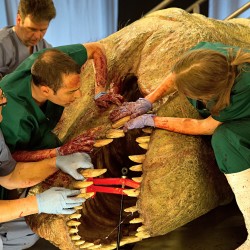 هيروشيما اليوم التالي